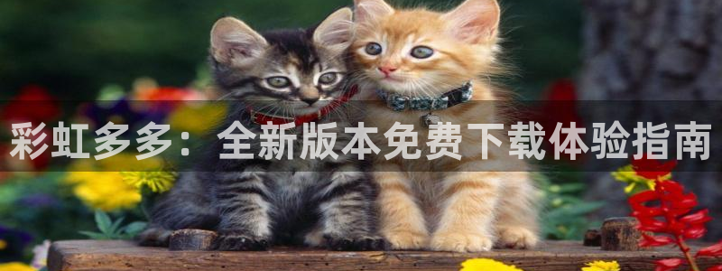 28圈平台：彩虹多多：全新版本免费下载体验指南